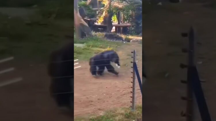 Ape Water