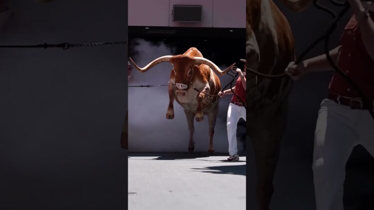 Bull Stomp