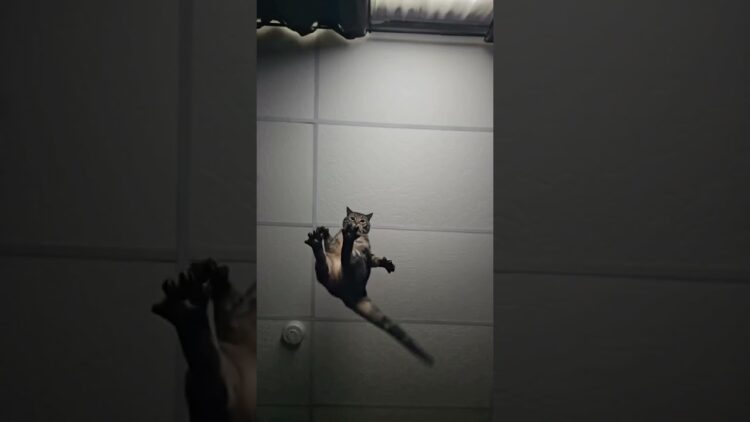 Cat Toss
