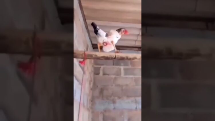 Chicken Lays Egg