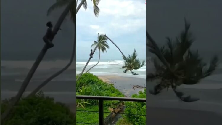 Coconut Tree